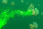 Jelly Fish