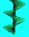 Maple Seed Motion