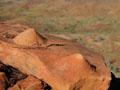 stromatolites